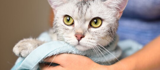 Nahaufnahme einer grauen Tabby-Katze mit gelb-grünen Augen, die in ein hellblaues Handtuch gewickelt und behutsam gehalten wird
