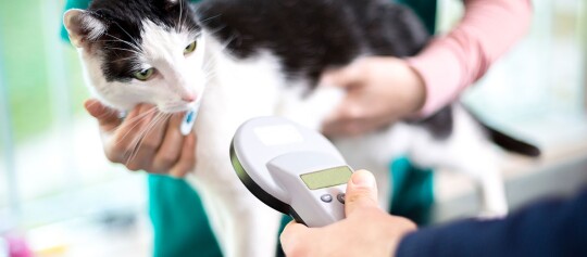Katze wird mit einem Mikrochip-Scanner beim Tierarzt zur Identifikation gescannt