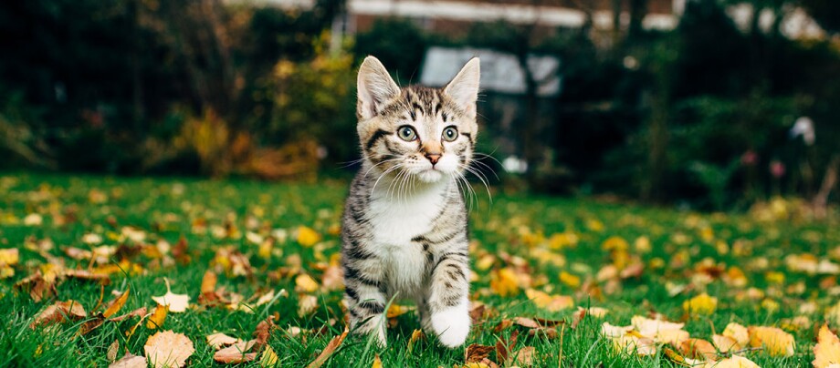 Ein Kitten läuft neugierig über eine Wiese