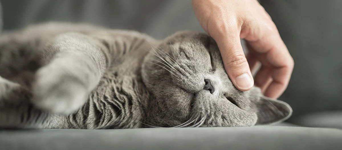 Entspannte graue Katze wird sanft am Kopf gestreichelt, zeigt Zuneigung und Ruhe