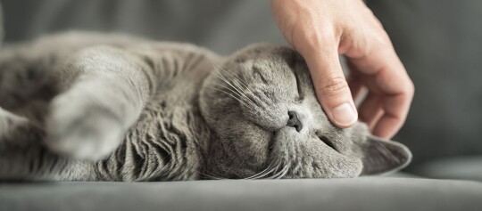 Entspannte graue Katze wird sanft am Kopf gestreichelt, zeigt Zuneigung und Ruhe