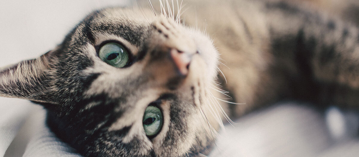 katzenakne_1200x527 Nahaufnahme einer Katze