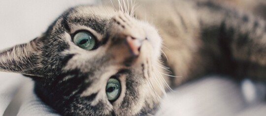 Nahaufnahme einer Katze