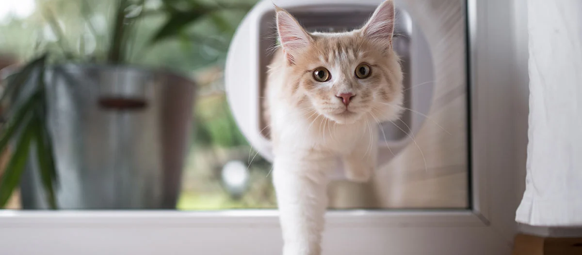 Hellorange-weiße Katze, die durch eine Katzenklappe in einer Glastür nach innen geht