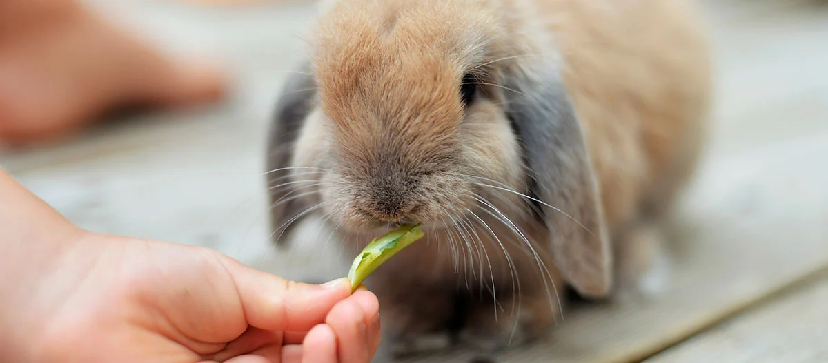 Kleiner brauner Kaninchen wird von einer Hand mit einem grünen Blatt gefüttert, Nahaufnahme eines flauschigen Haustiers.
