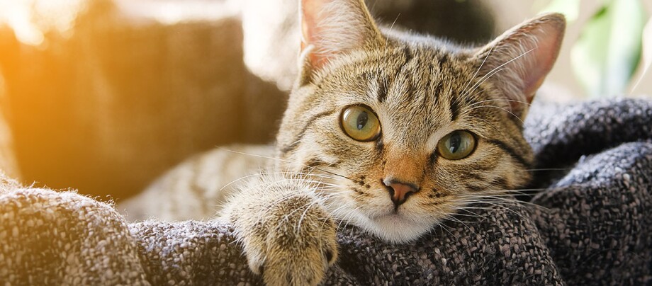 Wie Viel Kostet Eine Katze Im Monat