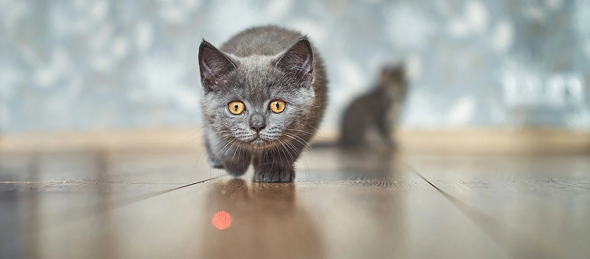 Graues Kätzchen mit bernsteinfarbenen Augen auf Holzboden, spielerisch und neugierig