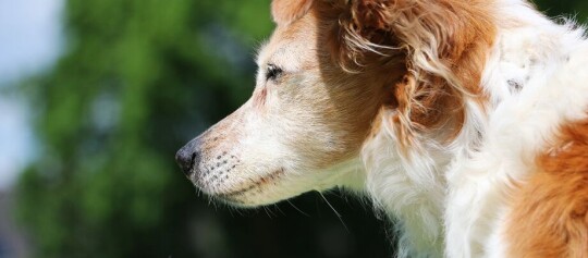 Nahaufnahme eines weißen und braunen Hundes, der aufmerksam in die Ferne blickt, vor einem verschwommenen grünen Hintergrund