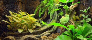 Nahaufnahme eines tropischen Terrariums mit dichten grünen Pflanzen und verwobenen Baumwurzeln in einem feuchten, natürlichen Lebensraum.