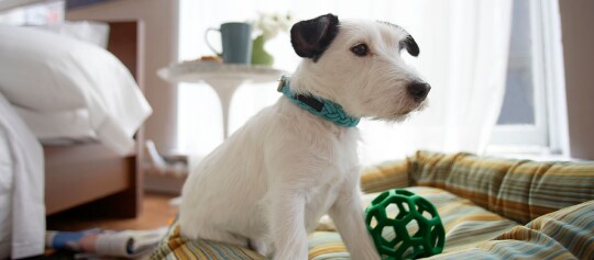 Kleiner weißer Hund mit schwarzem Ohr sitzt auf gestreiftem Hundebett neben grünem Spielzeugball in gemütlichem, hellem Wohnzimmer