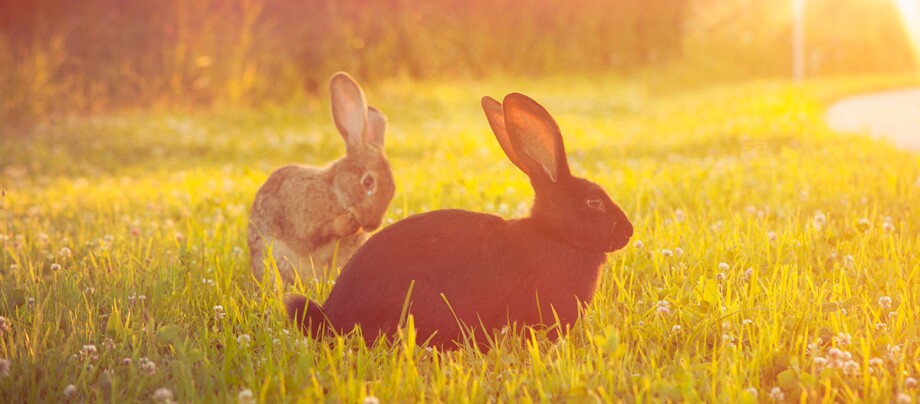 Ein schwarzer Hase und ein Kaninchen sitzen auf Gras