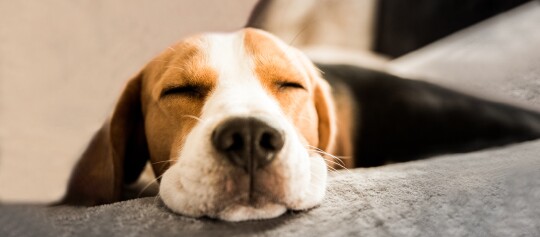 Nahaufnahme eines schlafenden Beagle-Hundes, der entspannt auf einer grauen Decke liegt