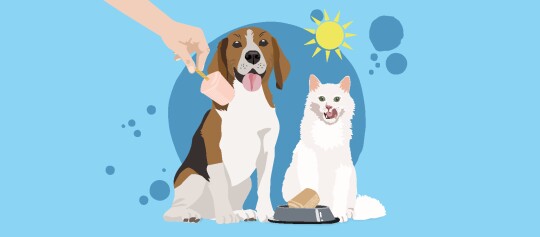 Glücklicher Hund und weiße Katze an einem sonnigen Tag, mit einer menschlichen Hand, die dem Hund ein Eis gibt.
