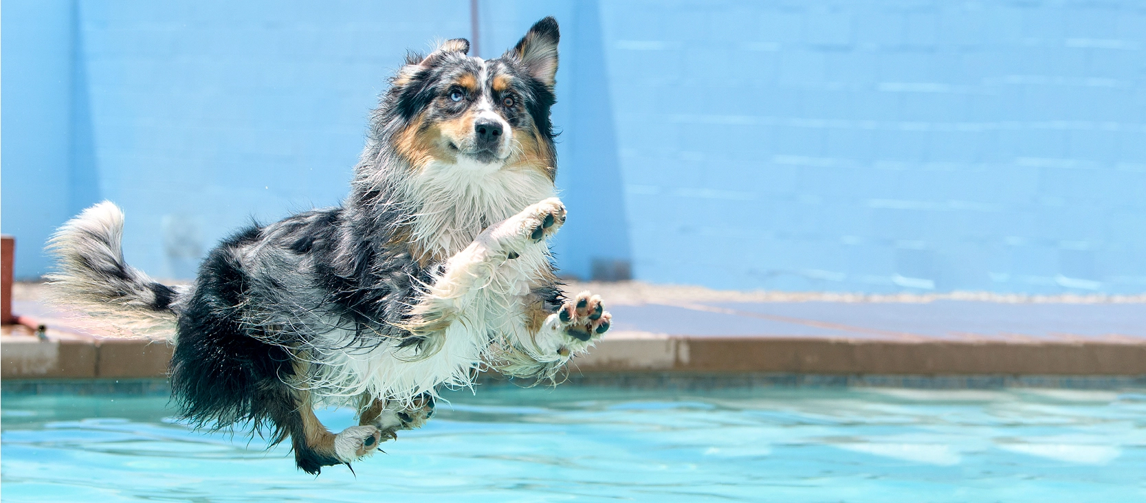 Nasser Australian Shepherd Hund springt energiegeladen in einen Swimmingpool vor blauem Hintergrund