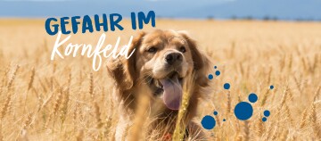 Golden Retriever Hund im goldenen Kornfeld mit dem Text 