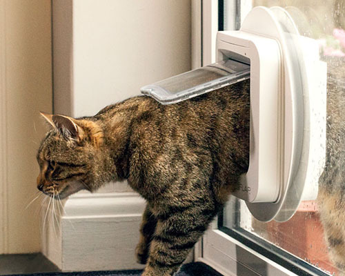 Een gestreepte kat loopt door een witte kattenluik in een glazen deur naar binnen.