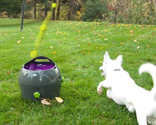 Witte hond die tennisbal achterna zit, gelanceerd door een automatische balwerper op groen gras in de herfst