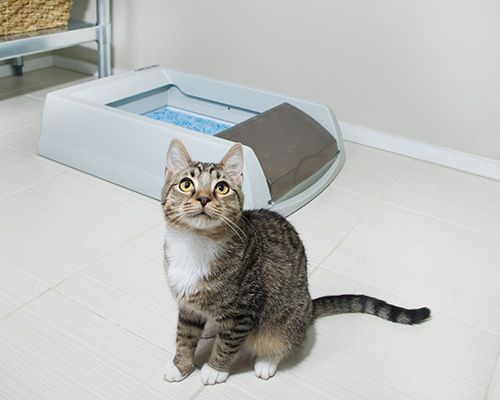 Gestreepte kat zittend voor automatische kattenbak met transparante klep op lichte tegelvloer