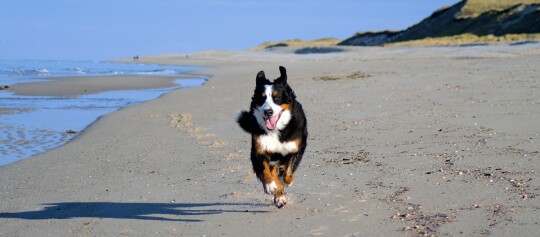 Hund rennt am Strand Schilling