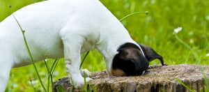 Kleiner weiß-schwarzer Welpe schnüffelt neugierig in einem Baumstumpf im grünen Gras