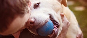 Nahaufnahme eines gelben Labrador Retrievers mit einem blauen Ball im Maul, der liebevoll von einer Person gehalten wird