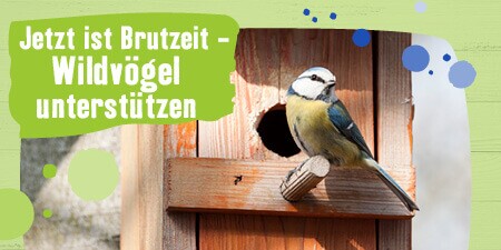 Jetzt ist Brutzeit - Wildvögel unterstützen