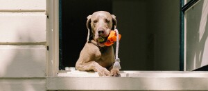 Hellbrauner Hund mit orangefarbenem Spielzeug und weißem Seil im Maul lehnt am Fensterbrett