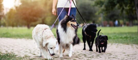 Personne promenant quatre chiens de différentes races en laisse dans un parc par temps ensoleillé
