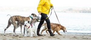 Person in gelber Jacke geht mit vier verschiedenen Hunden an der Strandpromenade entlang, darunter ein Golden Retriever und ein weißer, flauschiger Hund.