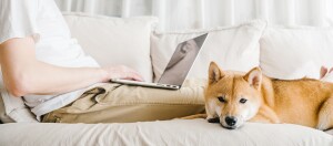 Person arbeitet mit Laptop auf dem Sofa, neben ihr liegt ein entspannter Shiba Inu Hund