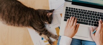 Person arbeitet mit Laptop auf dem Schoß, Katze liegt auf Diagrammen und Grafiken auf dem Boden