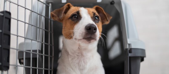 Petit Jack Russell Terrier assis calmement dans une caisse de transport pour animaux en plastique avec porte en métal