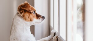 Kleiner Jack Russell Terrier mit braun-weißem Fell schaut neugierig aus dem Fenster, Pfoten auf dem Fensterbrett