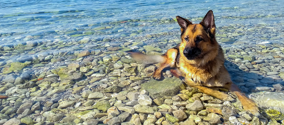 Deutscher Schäferhund liegt im Wasser