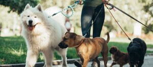 Person geht mit vier verschiedenen Hunderassen an der Leine in einem Park spazieren, darunter ein großer weißer Samojede sowie mittelgroße braune und schwarze Hunde.