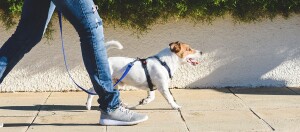 Jack Russell Terrier geht angeleint auf Gehweg spazieren