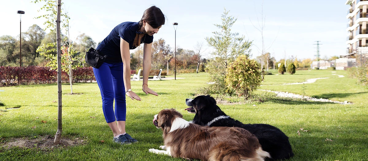 Frau trainiert zwei Hunde im Park an einem sonnigen Tag