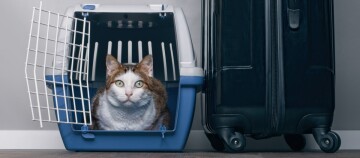 Katze mit grünen Augen sitzt in einer blauen Transportbox neben einem schwarzen Rollkoffer, Vorbereitung auf Reisen mit Haustier.