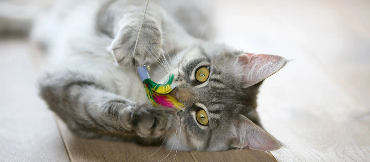 Chat tigré gris jouant avec un jouet en plumes colorées sur un sol en bois