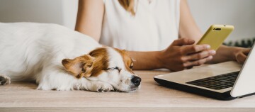 Frau spielt mit braunem Hund auf grauem Hundebett in modernem Büro mit Schreibtischen und Katzenbild