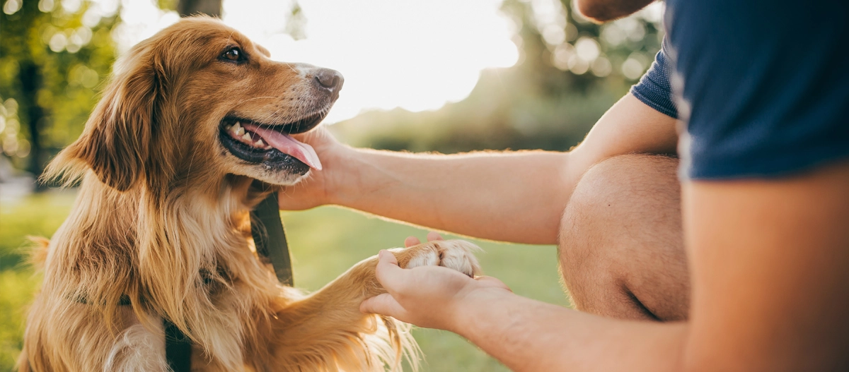 Glücklicher brauner Hund, der im Park sitzt, während eine Person seine Pfote hält und ihn streichelt