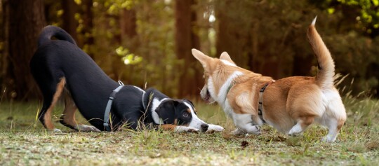 Zwei Hunde spielen gemeinsam auf einer Wiese