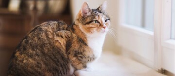 Nahaufnahme einer getigerten Hauskatze mit braunem, schwarzem und weißem Fell, die auf einer Fensterbank sitzt und nach draußen schaut