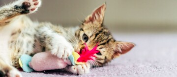 Verspieltes getigertes Kätzchen liegt auf lila Oberfläche und spielt mit buntem Spielzeug mit roter Feder