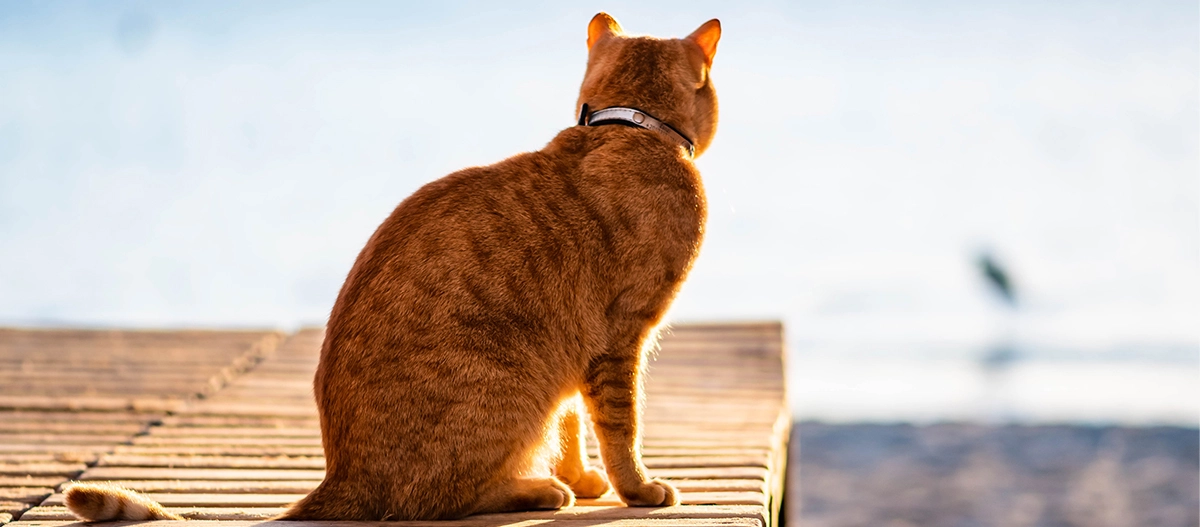 Rote Katze mit Halsband sitzt auf einem Holzsteg und blickt auf ruhiges Wasser bei Sonnenuntergang