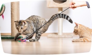 Mit Haustier beschäftigen und spielen