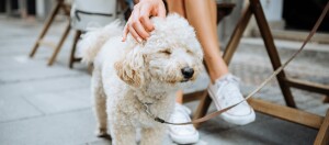 Kleiner weißer lockiger Hund wird von einer Person mit weißen Sneakers im Freien gestreichelt, entspannte Atmosphäre auf gepflastertem Boden.