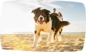 Urlaub mit Tier Vorbereitung