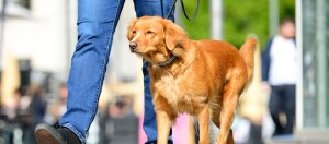 Golden retriever na smyczy prowadzony przez osobę w niebieskich dżinsach na spacerze w mieście