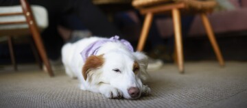 Witte hond met bruine oren en paarse bandana liggend ontspannen op tapijt in gezellige binnenruimte